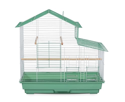 Best Bird Feather Supplements & Molting Care 2026