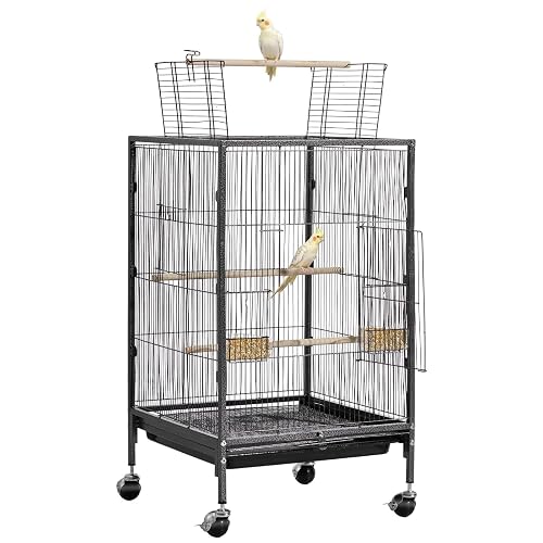 Best Bird Toys & Enrichment 2026